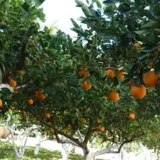 Le arance e gli agrumi della Piana di Gioia Tauro sbarcano a “Melaverde”