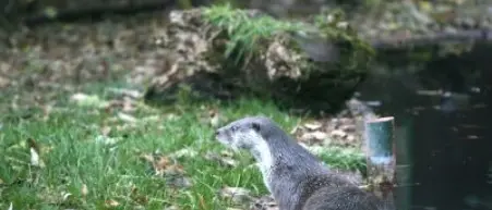 Cosenza, lontra investita da un’auto