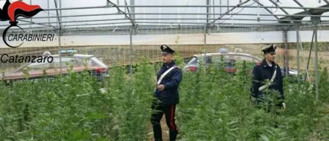 Piantagione di marijuana con oltre 5mila piante a Curinga, le decisioni del gip per tre reggini