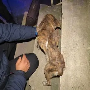 Maltrattamenti verso animali, una denuncia nel Cosentino