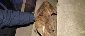 Maltrattamenti verso animali, una denuncia nel Cosentino