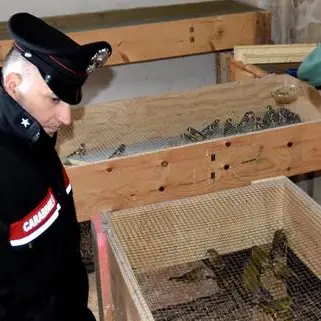 Reggio, vasta operazione antibracconaggio: liberati 2000 esemplari di volatili