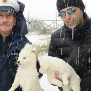 Quattro cuccioli abbandonati nella neve salvati dai poliziotti
