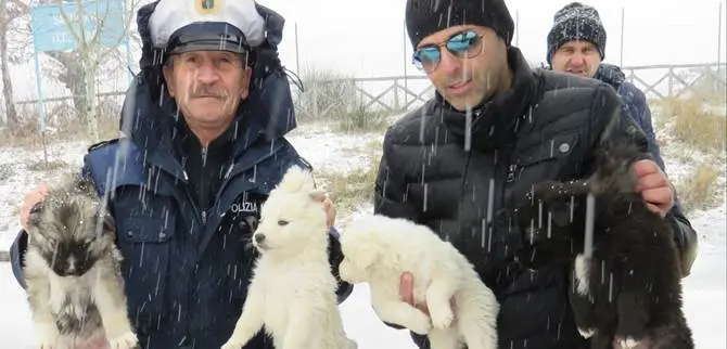 Quattro cuccioli abbandonati nella neve salvati dai poliziotti