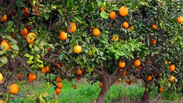 Orange trees , Getty Images/iStockphoto