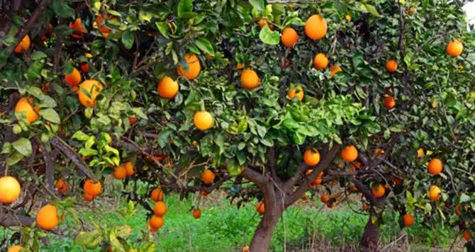 «L’agricoltura calabrese in ginocchio»