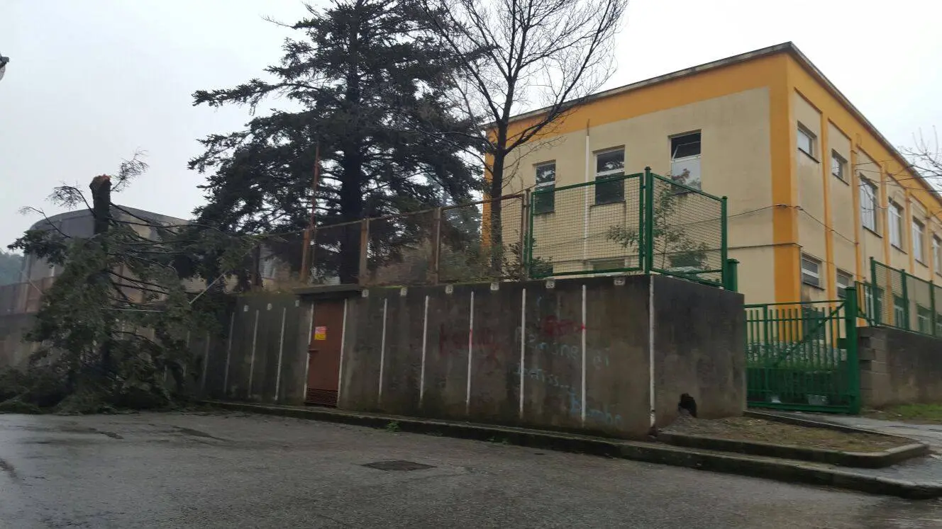 Maltempo, la Regione si mobilita ma Calabria Verde “dimentica” l’albero caduto dalla propria sede