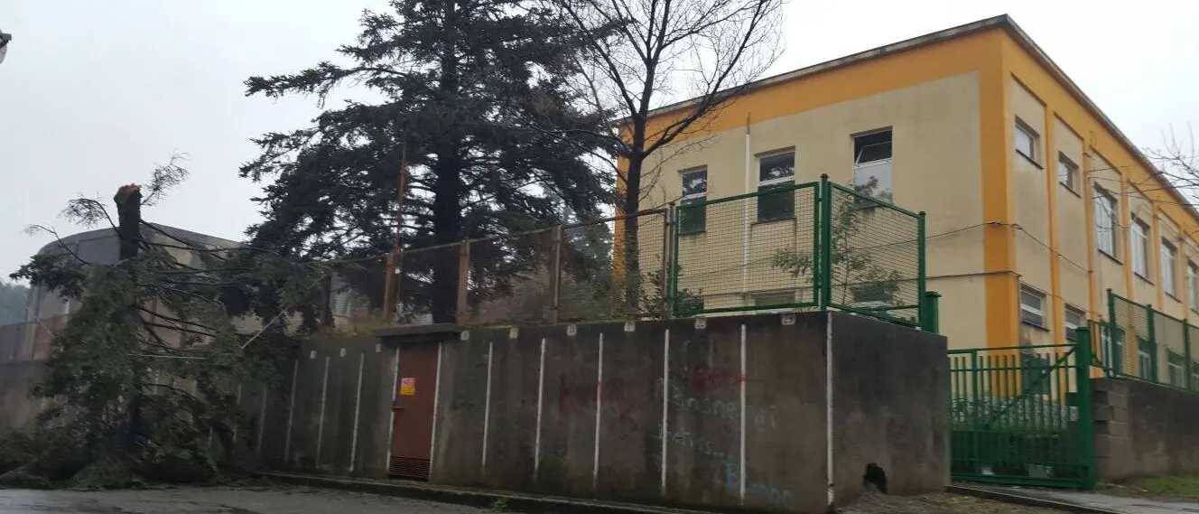 Maltempo, la Regione si mobilita ma Calabria Verde “dimentica” l’albero caduto dalla propria sede