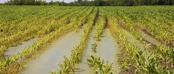 Maltempo: «Danni ingenti all'agricoltura, centinaia gli animali morti»