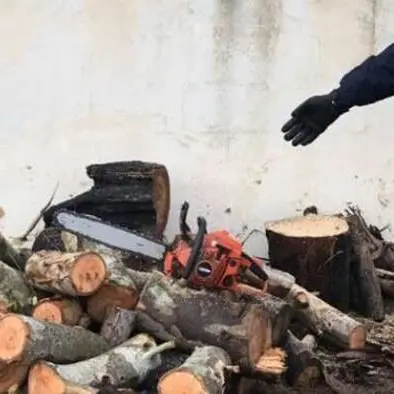 Tagliano e tentano di rubare 8 quintali di legna: tre arresti a Botricello