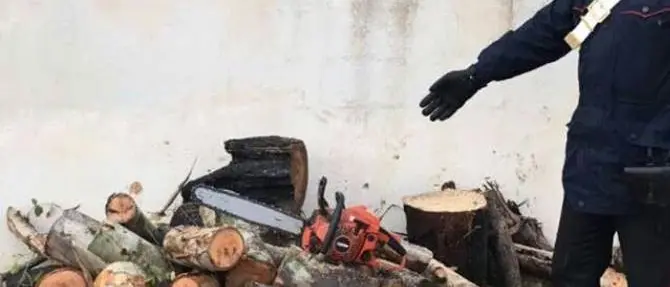 Tagliano e tentano di rubare 8 quintali di legna: tre arresti a Botricello