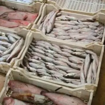 Colpita da interdittiva antimafia, il Mercato ittico non sarà più gestito dall’associazione “Pescatori di Cetraro”