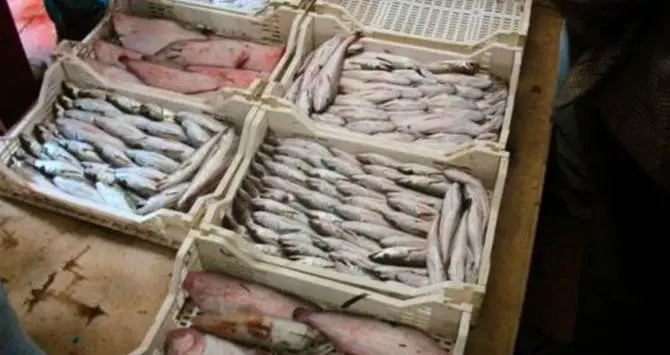 Colpita da interdittiva antimafia, il Mercato ittico non sarà più gestito dall’associazione “Pescatori di Cetraro”