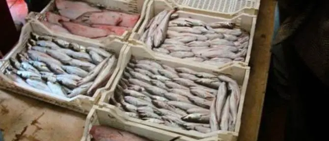 Colpita da interdittiva antimafia, il Mercato ittico non sarà più gestito dall’associazione “Pescatori di Cetraro”