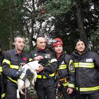 I Vigili del fuoco salvano un cucciolo caduto in un dirupo nel Catanzarese