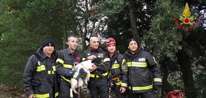 I Vigili del fuoco salvano un cucciolo caduto in un dirupo nel Catanzarese