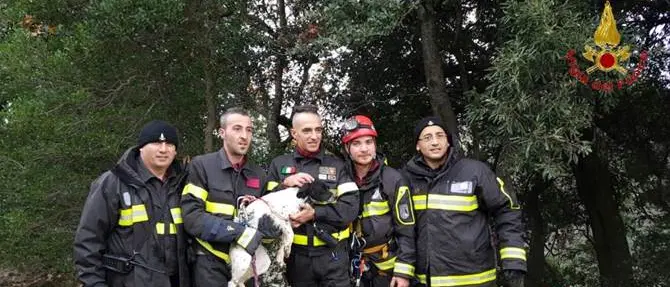 I Vigili del fuoco salvano un cucciolo caduto in un dirupo nel Catanzarese