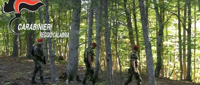 Perquisizioni e rastrellamenti in Aspromonte: rinvenuto e sequestrato un “covo” -Video