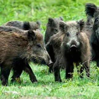 “Conoscenza e contenimento del cinghiale” : il convegno a Gagliano
