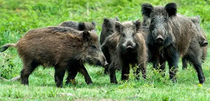 “Conoscenza e contenimento del cinghiale” : il convegno a Gagliano