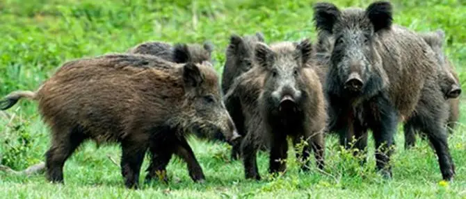 “Conoscenza e contenimento del cinghiale” : il convegno a Gagliano