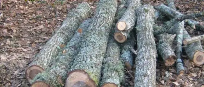 Tagliavano alberi nel letto di un fiume, 3 arresti nel Cosentino