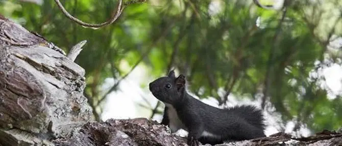 Un nuovo mammifero nei boschi della Calabria, è lo scoiattolo meridionale