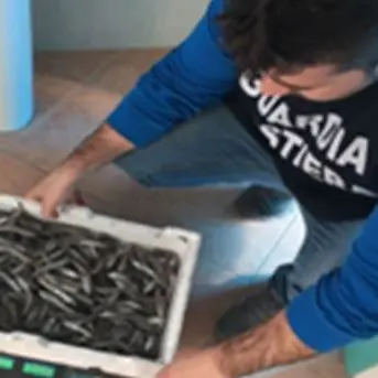 Operazione “Sardina Pilchardus”: 1254 chili di prodotti ittici sequestrati, sanzioni per 116 mila euro