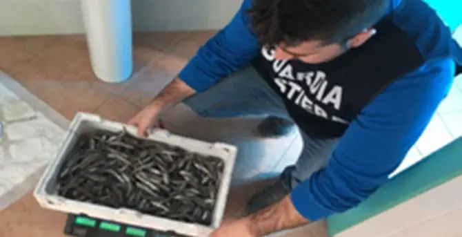 Operazione “Sardina Pilchardus”: 1254 chili di prodotti ittici sequestrati, sanzioni per 116 mila euro