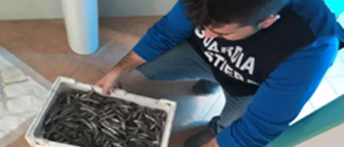 Operazione “Sardina Pilchardus”: 1254 chili di prodotti ittici sequestrati, sanzioni per 116 mila euro