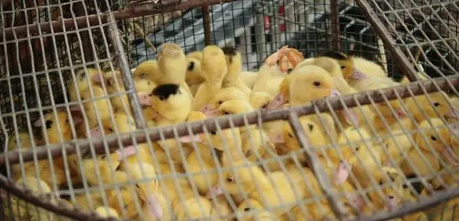 Cosenza: vietata vendita ed esposizione di cuccioli durante mostre e mercati