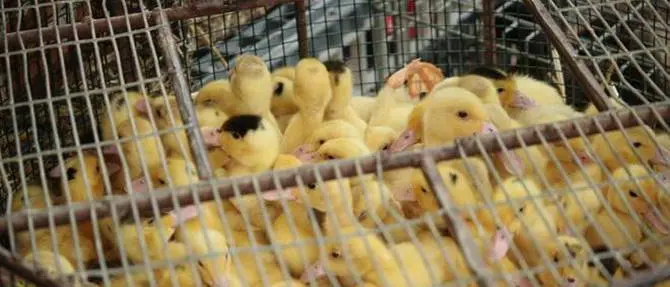 Cosenza: vietata vendita ed esposizione di cuccioli durante mostre e mercati