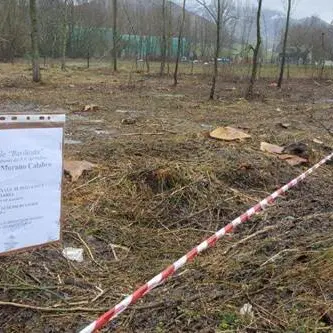 Taglio abusivo di piante, sequestrata area nel Parco del Pollino