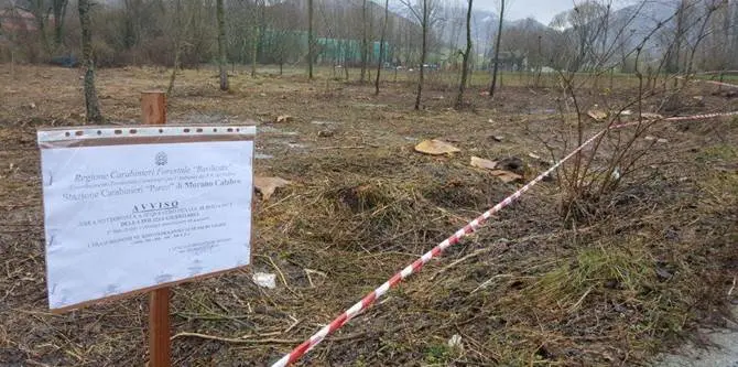 Taglio abusivo di piante, sequestrata area nel Parco del Pollino