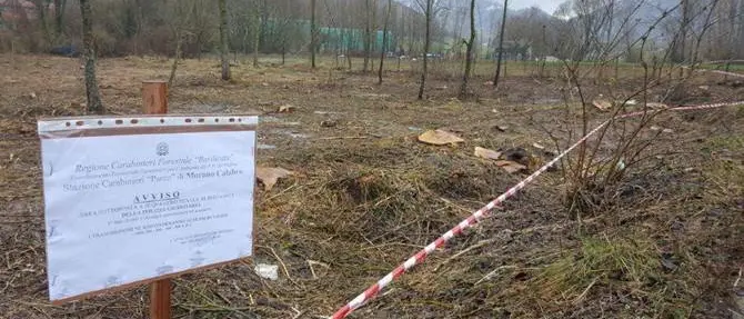 Taglio abusivo di piante, sequestrata area nel Parco del Pollino