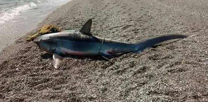 Roccelletta di Borgia: pescato uno squaletto