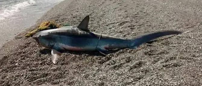 Roccelletta di Borgia: pescato uno squaletto