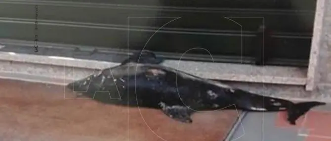 Intimidazione a imprenditore vibonese, delfino morto davanti all’azienda