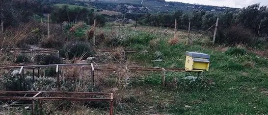 Catanzaro, rubate le arnie de “La Casa di Nilla”