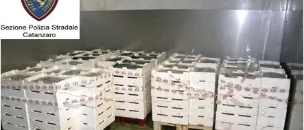 Catanzaro, sequestrati 900 chili di novellame diretti a Palermo