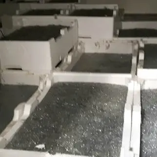 Mille chili di novellame di sarda: maxi sequestro sulla statale 106