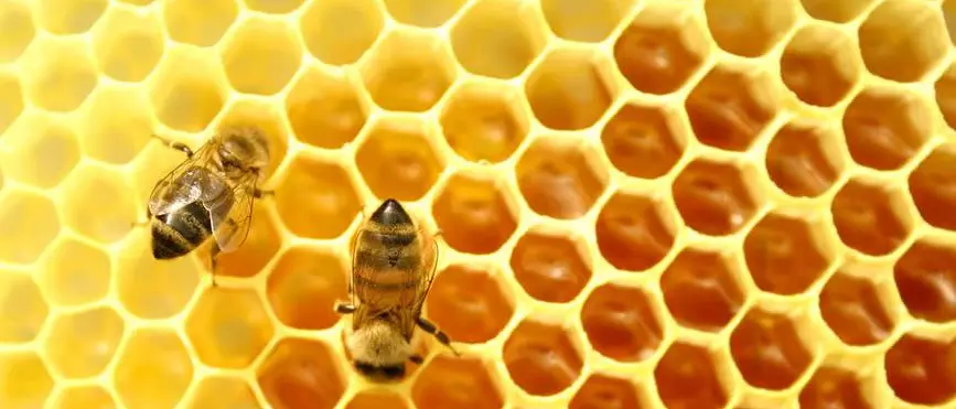 Il coleottero killer delle api, l’Aprocal fa il punto ad Amantea