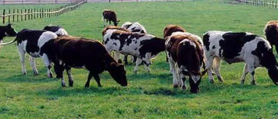 Sequestrato allevamento bovino nel vibonese, il bestiame è risultato affetto da tubercolosa bovina