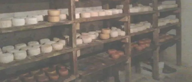 Cosenza, sequestrata una tonnellata di formaggi