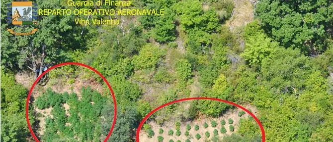 Scoperte cinque piantagioni di cannabis a Caulonia FOTO-VIDEO