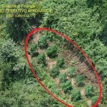 Sequestrate 500 piante di marijuana a Lamezia