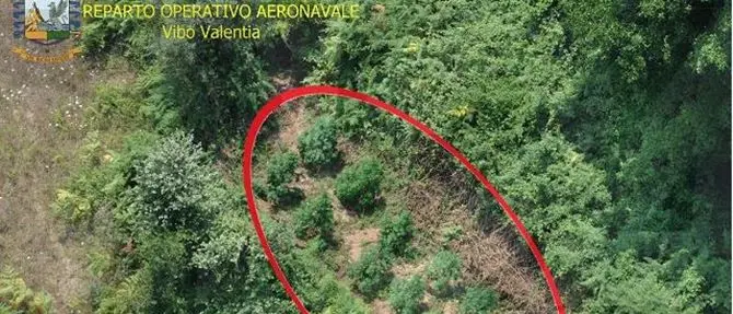 Sequestrate 500 piante di marijuana a Lamezia