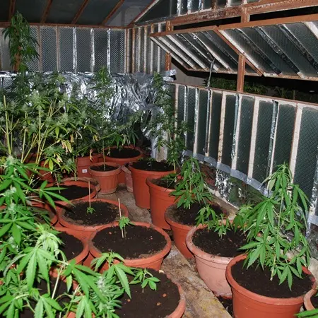 Scoperta piantagione di marijuana in una casa non abitata di Nicotera