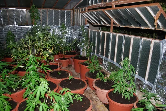 Scoperta piantagione di marijuana in una casa non abitata di Nicotera