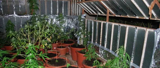 Scoperta piantagione di marijuana in una casa non abitata di Nicotera